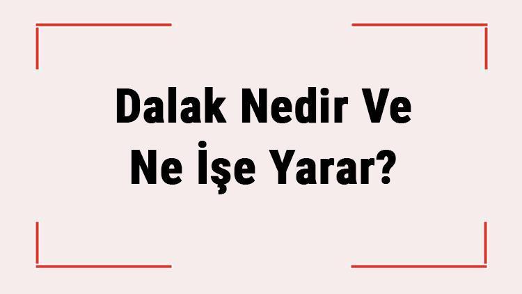 Dalak Nedir Ve Ne İşe Yarar İnsan Vücudunda Dalak Nerede Bulunur Ve Görevleri Nelerdir