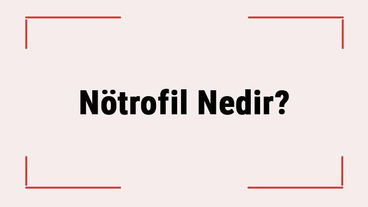 Nötrofil Nedir Nötrofil Yüksekliği Ve Düşüklüğü Nedir Normal Değeri Kaç Olmalı