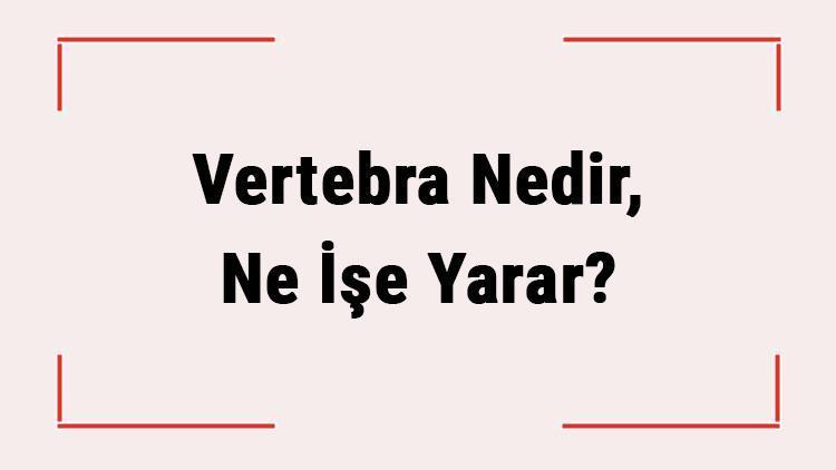 Vertebra Nedir, Ne İşe Yarar Servikal, Lomber Vertebra Neresi Vertebra Kaç Tanedir