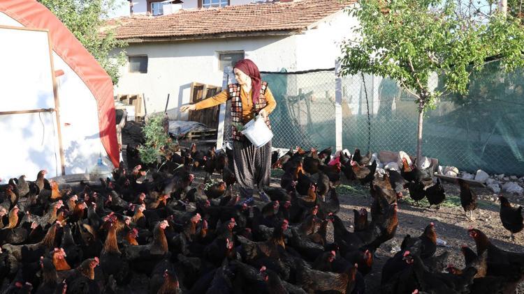 Köy yumurtası ararken bin 500 tavuklu çiftlik kurdu