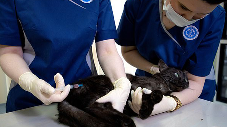 Rusya hayvanlara Kovid aşısı uygulamaya başlıyor