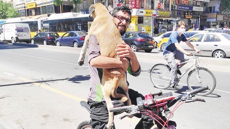 Bu soruna çare bulun Yaralı köpeği taksiler alamayınca bisiklet kiraladı