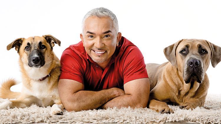Cesar Millan: Köpekleri rehabilite ediyorum, insanları eğitiyorum