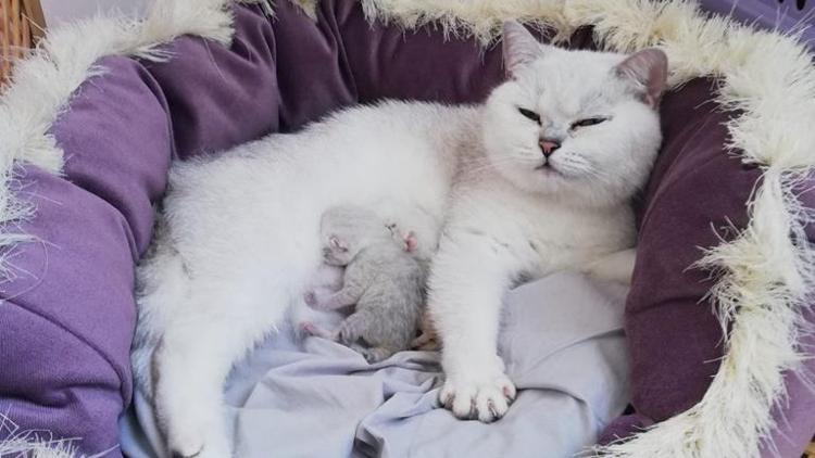 Türkiye’nin ilk tüp bebek kedileri