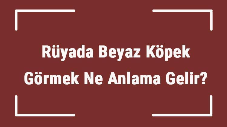 Rüyada Beyaz Köpek Görmek Ne Anlama Gelir? Rüyada Beyaz Köpek Saldırması Ve Kovalaması Tabiri