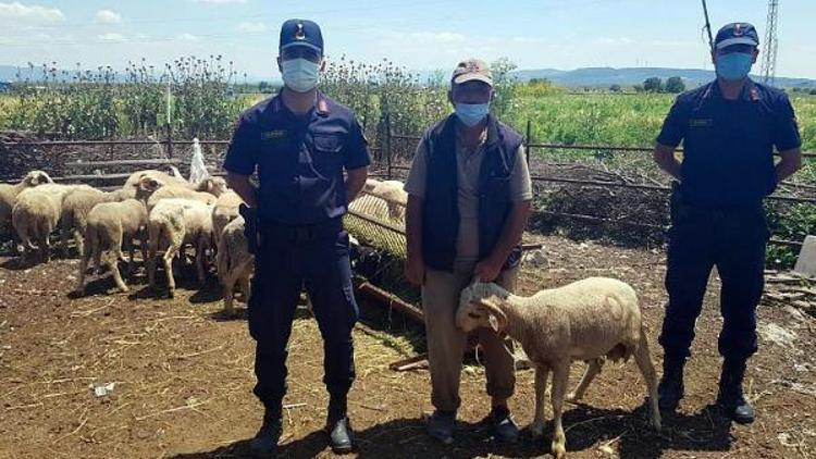 Manisada çalınan koyunları JASAT buldu