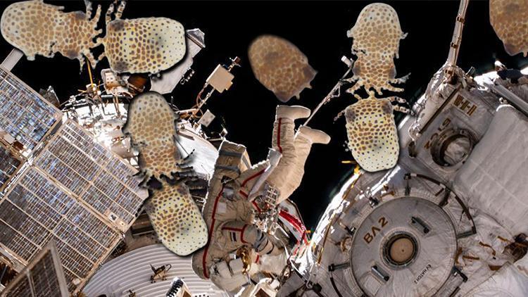 NASA ve Space Xten ses getirecek proje: Uzaya taze meyve, deniz canlısı ve pamuk fidesi yolladılar