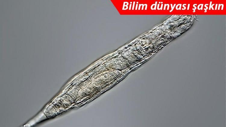 Bilim dünyası şaşkın 24 bin yıl sonra canlandı