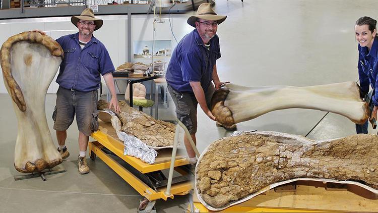 Son dakika haberler: Avustralyada 92 milyon yıllık dinozor fosili bulundu Şu ana kadar en büyüğü
