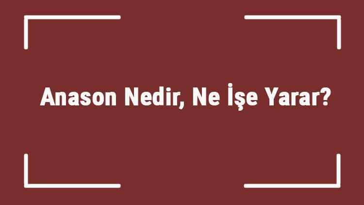 Anason Nedir, Ne İşe Yarar Anasonun Faydaları Ve Zararlari Nelerdir