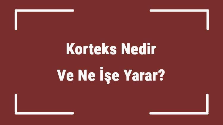 Korteks Nedir Ve Ne İşe Yarar Korteks Görevleri Nelerdir Ve Korteks Tabakası Hakkında Bilgi