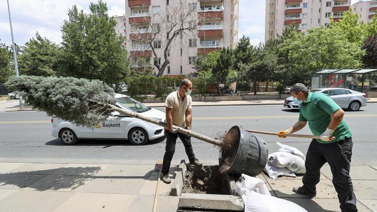 Köşk çevresine ağaçlandırma