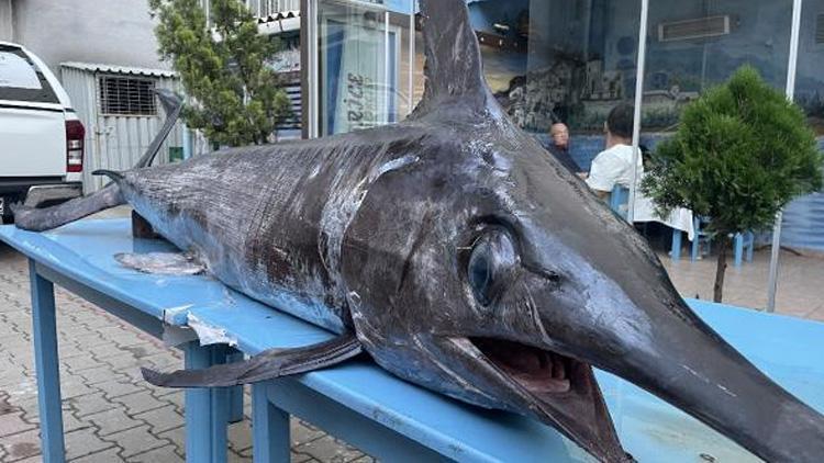 Saros Körfezinde yakalandı Dev kılıç balığı şaşkınlık yarattı