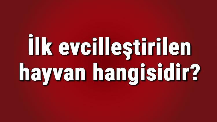 İlk evcilleştirilen hayvan hangisidir İlk evcilleştirilen hayvanın grubu ve türü nedir