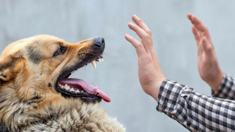ABDde, kuduz nedeniyle 100den fazla ülkeden köpek ithali bir yıl süreyle yasakladı