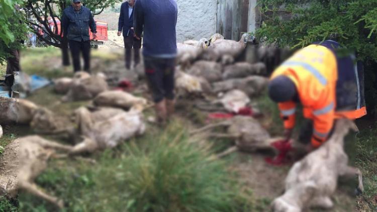 Ankarada sele kapılan 64 koyun telef oldu