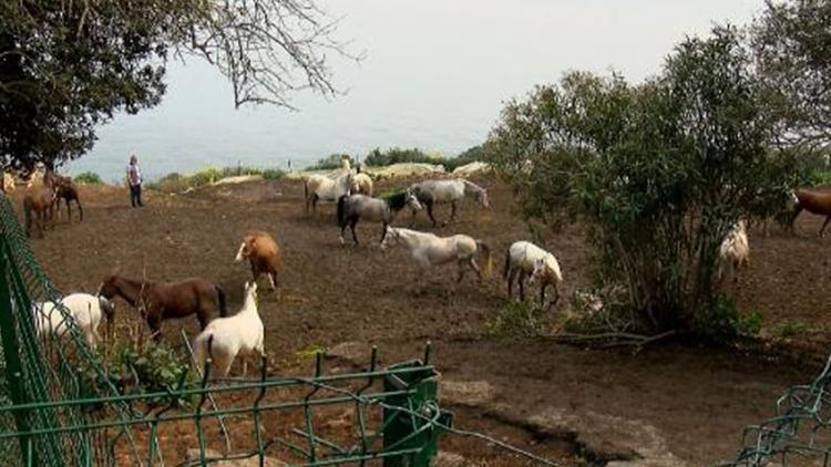 Kayıp atları, İnsan Kaynakları ve Eğitim Müdürlüğü talep etmiş