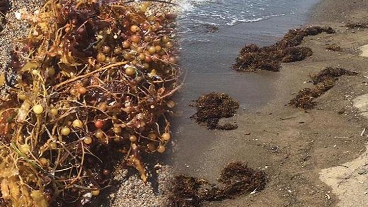 Müsilajdan sonra yeni tehlike: Sargassum Çürük yumurta gibi kokuyor...