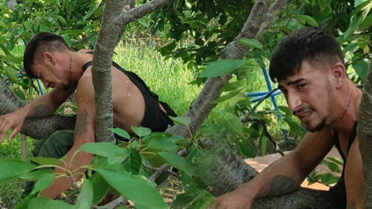 19 yaşındaki Hızlı Gonzales kiraz ağacında yakalandı