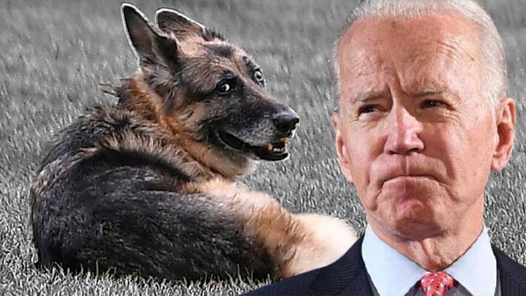 ABD Başkanı Joe Bidenın köpeği Champ hayatını kaybetti