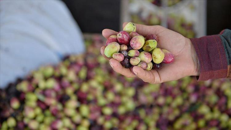 Sofralık zeytin ihracatı 105 milyon dolara ulaştı