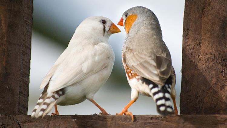 Onlar da cümle kuruyor İnsanlar gibi iletişim kuran kuşlar...