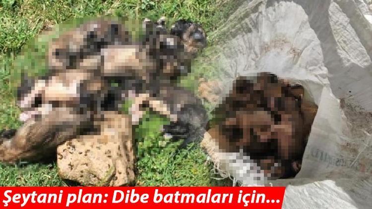 Denizlide isyan ettiren olay... Bunu yapan insanlıktan çıkmıştır