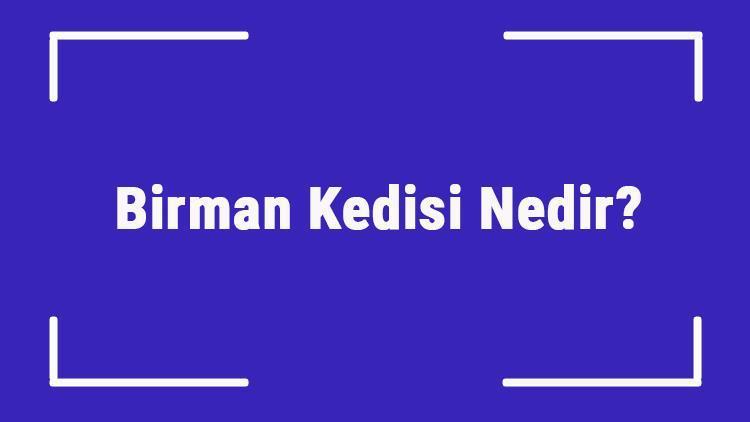 Birman Kedisi Nedir Birman Kedisinin Özellikleri, Kişiliği Ve Bakımı Nasıldır