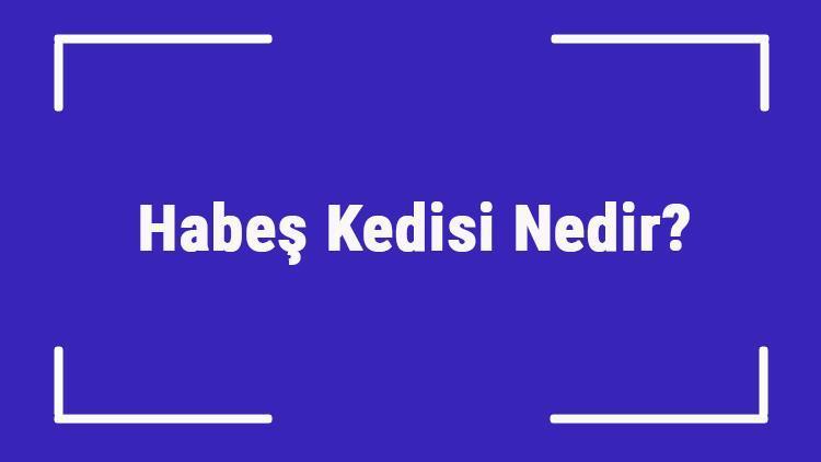 Habeş Kedisi Nedir Habeş Kedisinin Özellikleri, Kişiliği Ve Bakımı Nasıldır