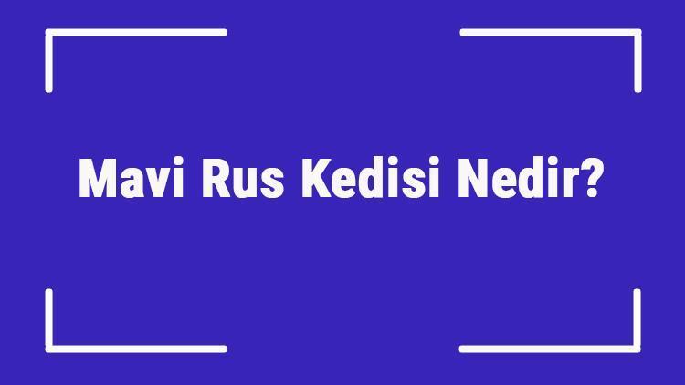 Mavi Rus Kedisi Nedir Mavi Rus Kedisinin Özellikleri, Kişiliği Ve Bakımı Nasıldır