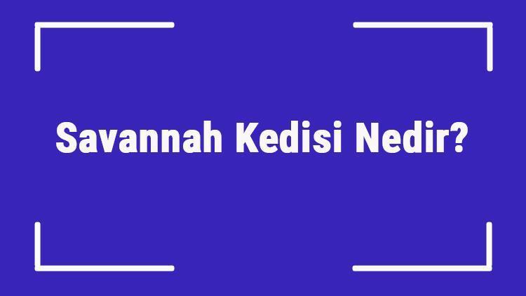 Savannah Kedisi Nedir Savannah Kedisinin Özellikleri, Kişiliği Ve Bakımı Nasıldır