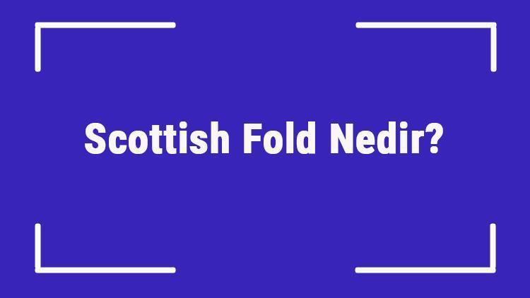 Scottish Fold Nedir? İskoç Kedisi Özellikleri, Kişiliği Ve Bakımı Nasıldır?