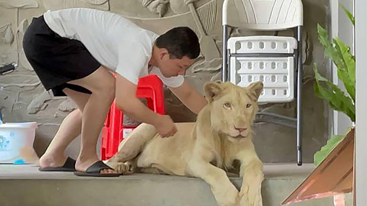 Dişleri ve pençeleri sökülen aslan kurtarıldı