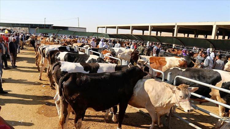 Kurban eti nasıl dağıtılır Kurban etinin ne kadarı dağıtılır