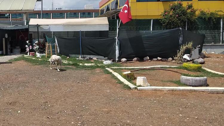Ankarada 2si yavru 6 köpeğin ölümünde zehirli tavuk eti iddiası