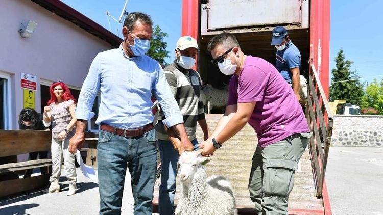 Çiftçiye teke desteği