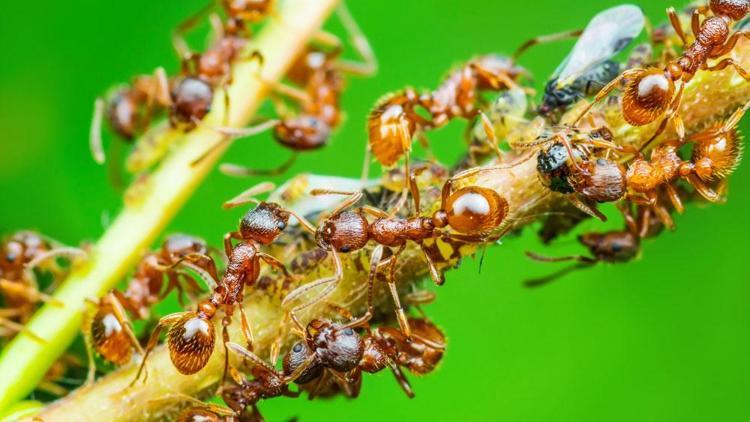 Karıncalar yok artık dedirtti Selden kurtulmak için inanılmaz bir çözüm buldular