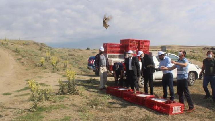 Aksaray’da bin 100 tane keklik doğaya bırakıldı