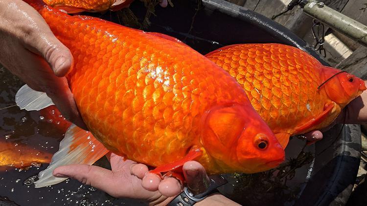 Sosyal medyadan çağrı yaptılar: Dev Japon balıkları istila etti