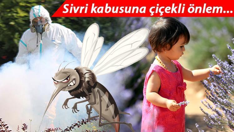 İstanbul sivrilerin buluşma noktası oldu İşte sivrisinekten korunma kılavuzu...