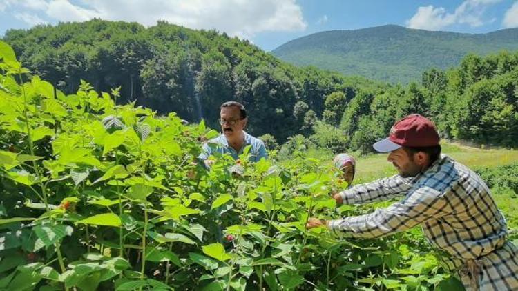 Bursa’da 1200 rakımlı dağların zirvesinde ahududu hasadı