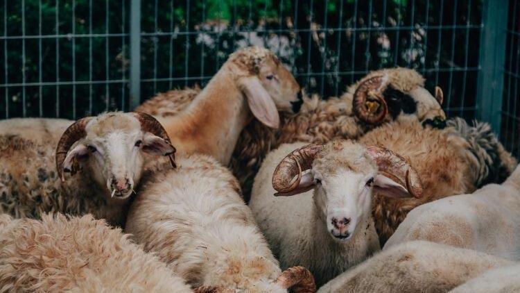 Kurban eti kimlere verilir, kimlere verilmez