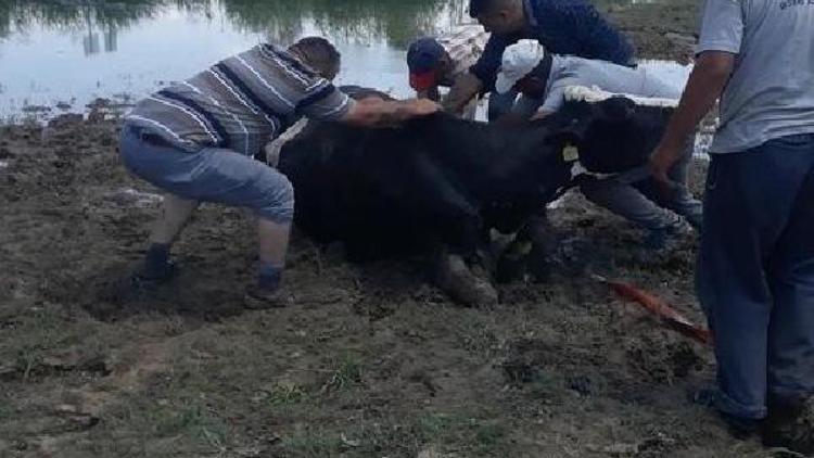 Balçığa saplanan inek kurtarıldı
