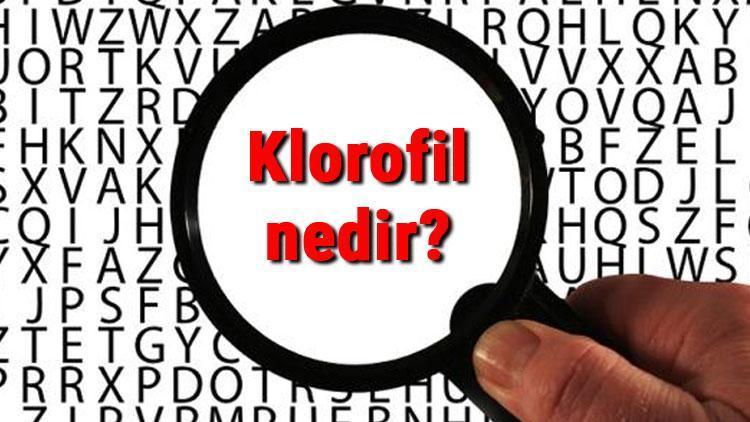 Klorofil nedir, ne işe yarar ve nerede bulunur Klorofil pigmenti ve görevleri