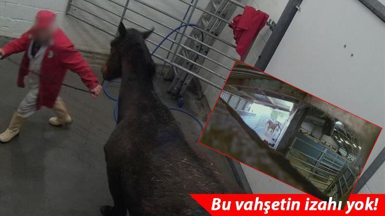 Bir zamanlar şampiyondular... İnanılmaz skandal: Binlercesi böyle katledildi