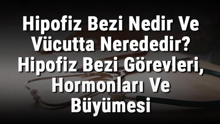 Hipofiz Bezi Nedir Ve Vücutta Nerededir Hipofiz Bezi Görevleri, Hormonları Ve Büyümesi