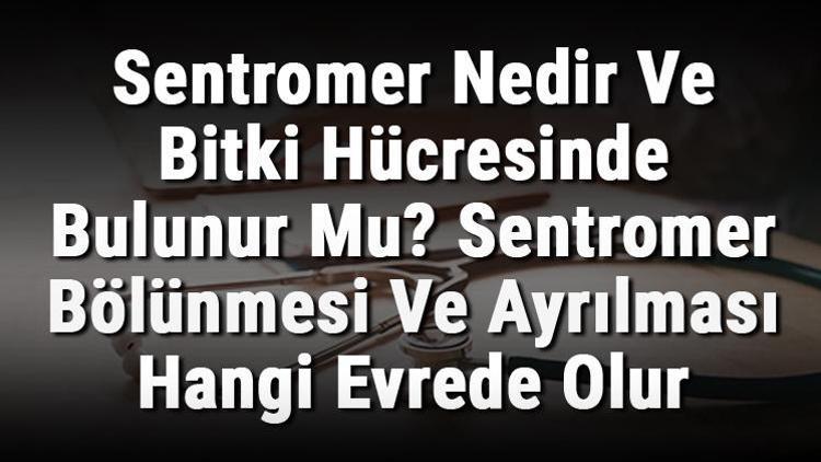 Sentromer Nedir Ve Bitki Hücresinde Bulunur Mu Sentromer Bölünmesi Ve Ayrılması Hangi Evrede Gerçekleşir