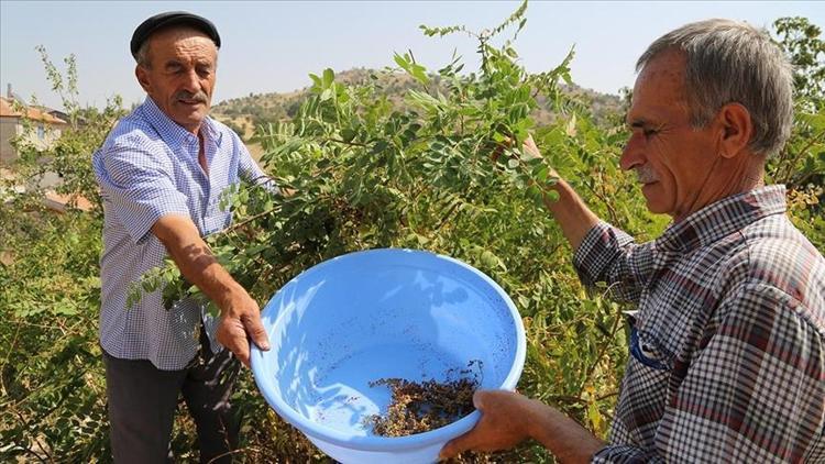 Türkiyede sumak üretimi 8 yılda 5 kattan fazla arttı