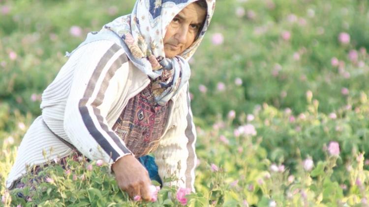 Gül ürünlerini dünya pazarlarına taşıyor