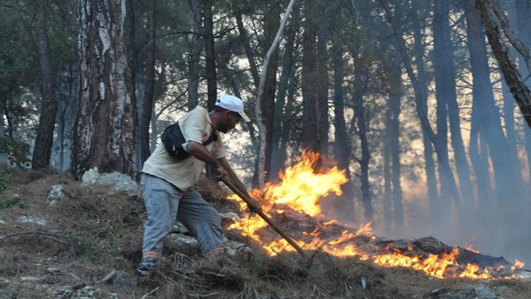 Üniversiteler yanan ormanlar için fidan bağışlıyor